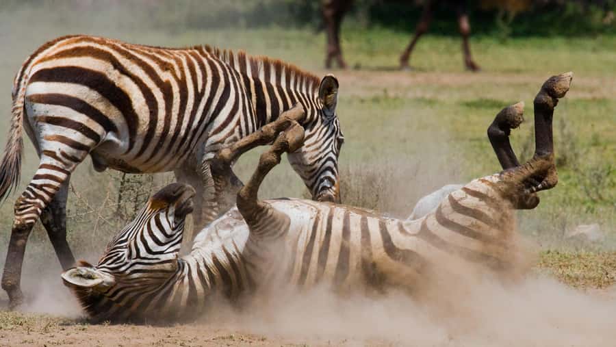 Nairobi: Day Trip to Maasai Mara Reserve & Maasai village - What the $180 price really buys you