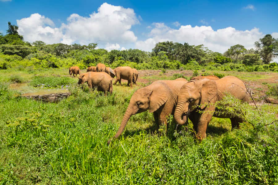 Nairobi: Elephant Orphanage, Beads Factory , giraffe center - Key points to know before you book