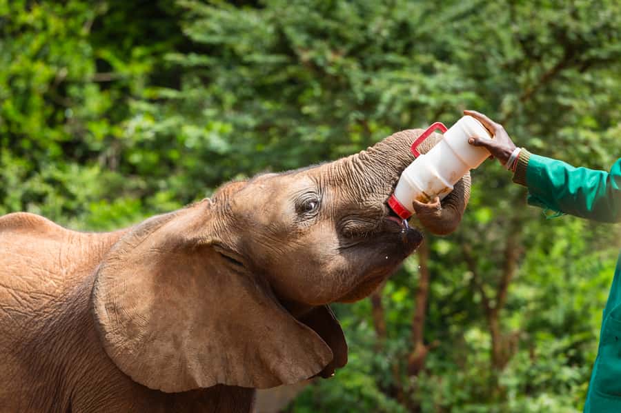 Nairobi: Elephant Orphanage, Beads Factory , giraffe center - Giraffe Centre: close views and a chance to feed