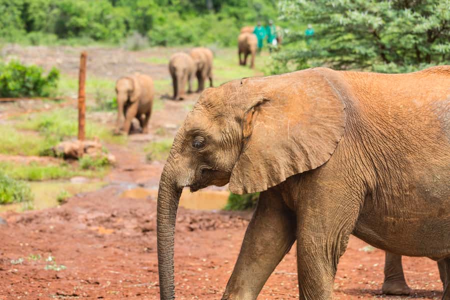 Nairobi: Elephant Orphanage, Beads Factory , giraffe center - Transport, pickup, and the pace of the day