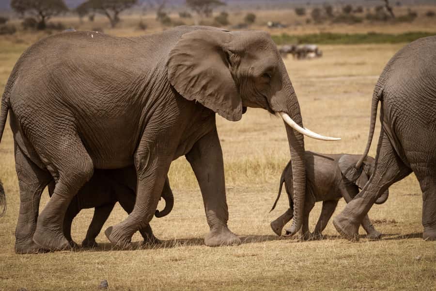 Nairobi: Elephant Orphanage, Giraffe Centre and Karen Blixen - Key points to know before booking