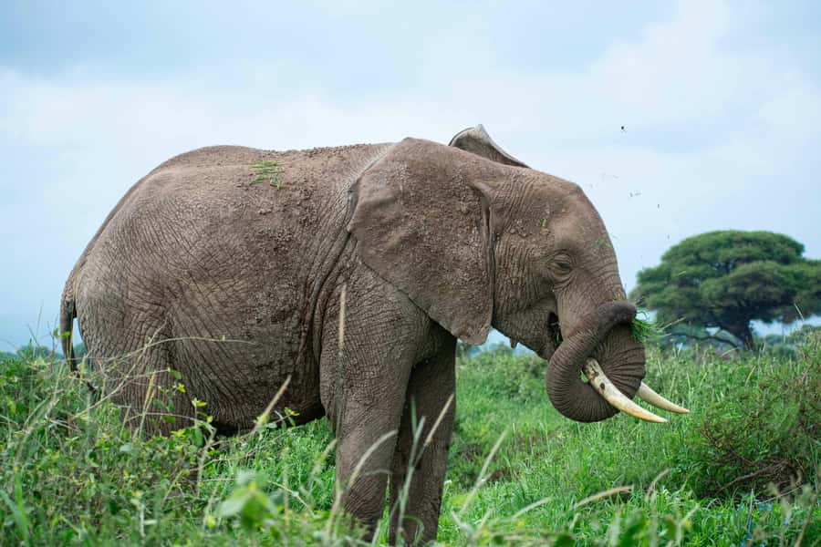Nairobi: Elephant Orphanage, Giraffe Centre and Karen Blixen - Is $36 a fair price?