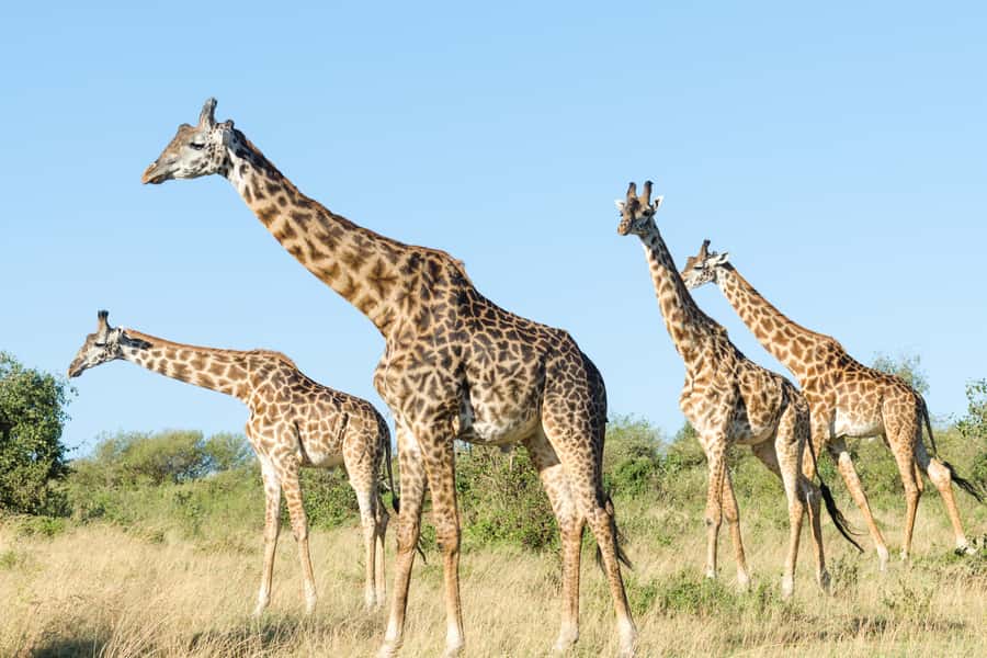 Nairobi: Elephant Orphanage, Giraffe Centre and Karen Blixen - The David Sheldrick Wildlife Trust and its one-hour viewing window