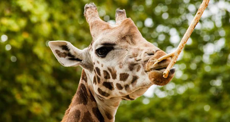 Nairobi: Elephant Orphanage Trust and Giraffe Center Tour - Key points to know before booking