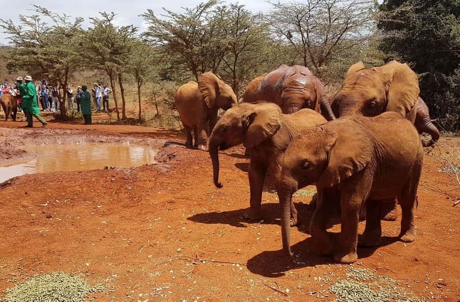 Nairobi: Elephant Orphanage Trust and Giraffe Center Tour - Why this Nairobi animal tour works well