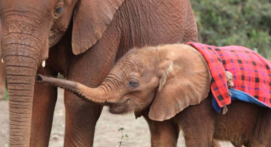 Nairobi: Elephant Orphanage Trust and Giraffe Center Tour - Feeding Rothschild’s giraffes at the Giraffe Center