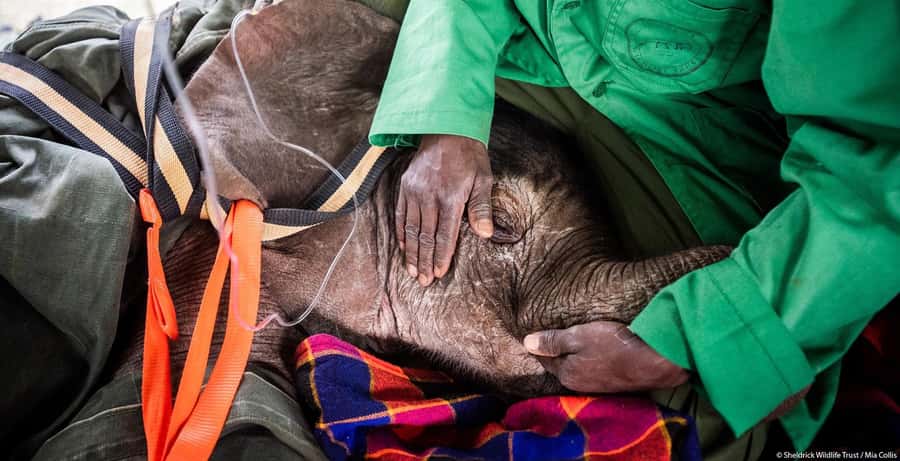 Nairobi: Elephant Orphanage Trust and Giraffe Center Tour - Kazuri Beads and the value of a local craft stop
