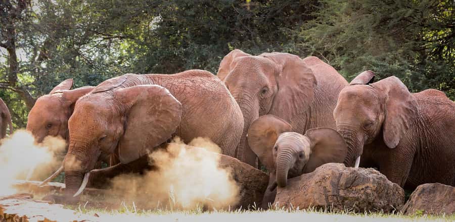 Nairobi: Elephant Orphanage Trust and Giraffe Center Tour - Private transport and the guides who shape the day