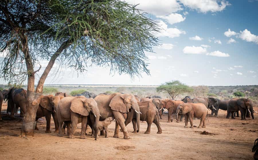 Nairobi: Elephant Orphanage Trust and Giraffe Center Tour - Who should book this experience