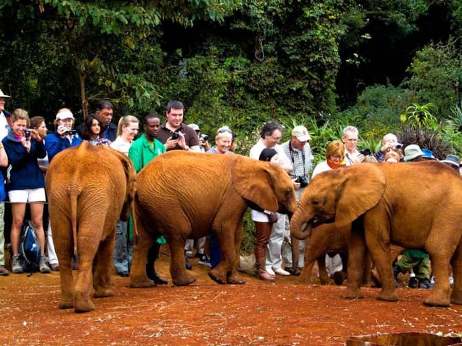 Nairobi: Elephant Orphanage Trust and Giraffe Center Tour - Should you book the Nairobi elephant and giraffe tour?