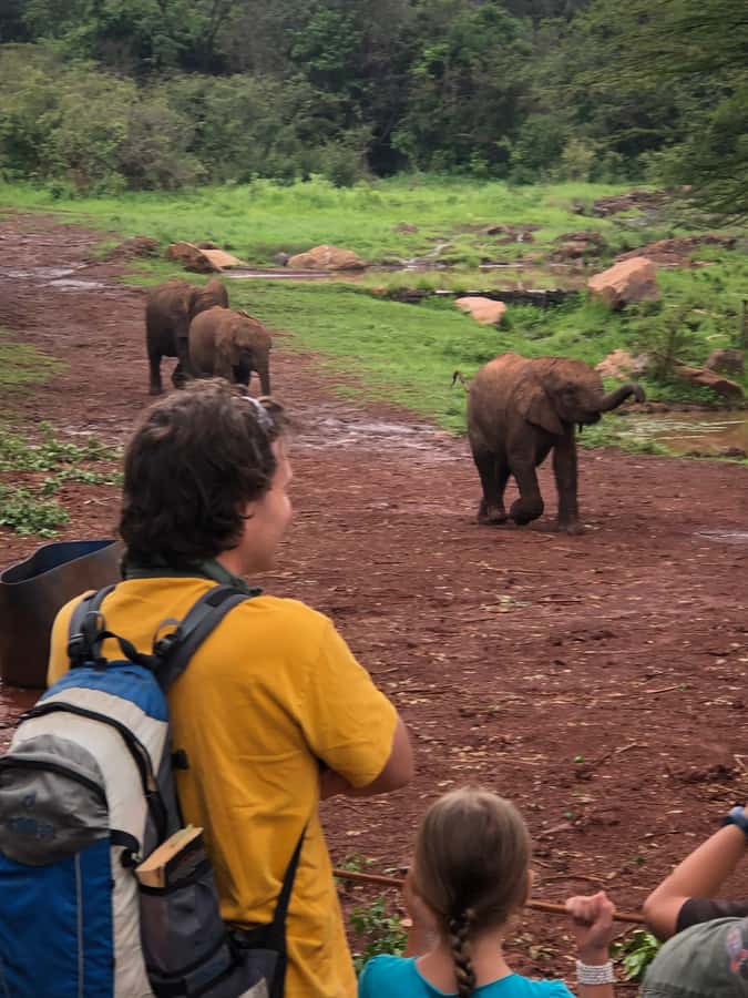 Nairobi: Elephant Sanctuary and Giraffe Center Day Tour - Two Nairobi wildlife stops in one morning