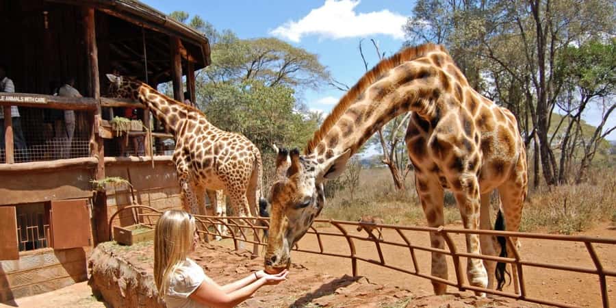 Nairobi: Elephant Sanctuary and Giraffe Center Day Tour - Why the elephant visit feels more personal