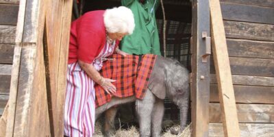 Elephant Sanctuary and Giraffe Center Day Tour