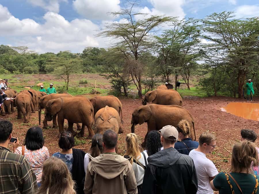 Nairobi: Elephant Sanctuary and Giraffe Center Day Tour - Feeding Rothschild giraffes at the Giraffe Centre