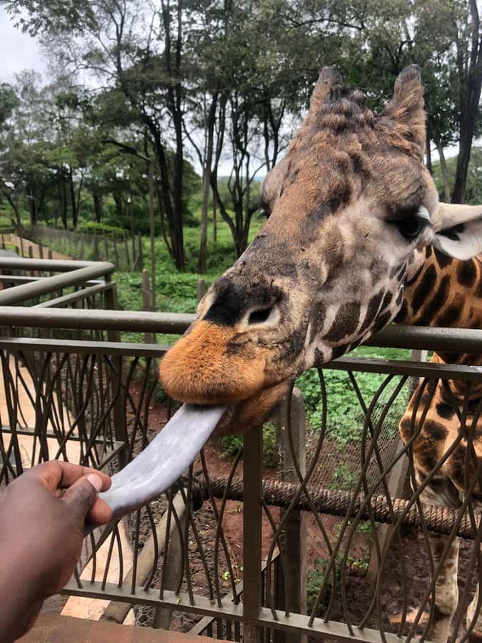 Nairobi: Elephant Sanctuary and Giraffe Center Day Tour - Lunch and optional extras after the animals
