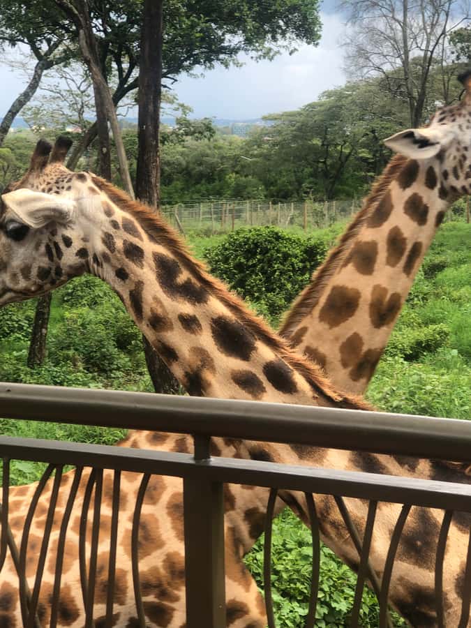 Nairobi: Elephant Sanctuary and Giraffe Center Day Tour - Is $40 good value?
