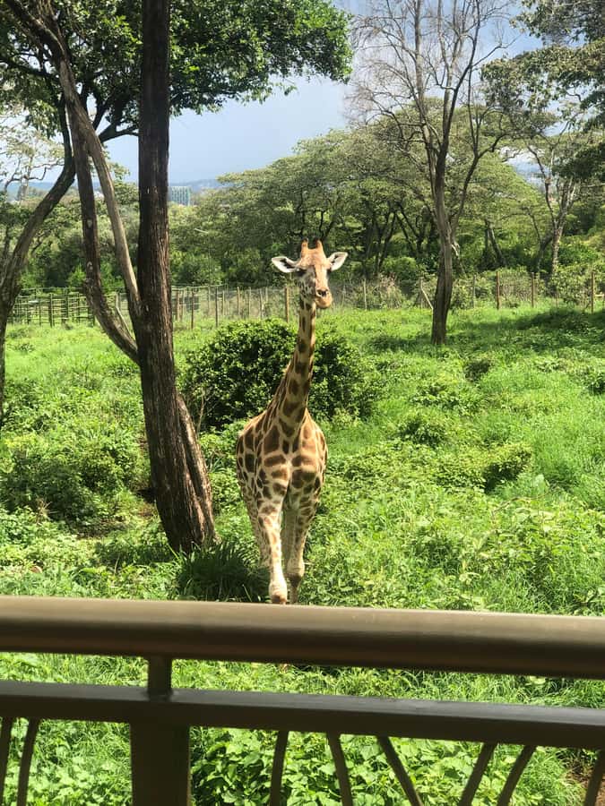 Nairobi: Elephant Sanctuary and Giraffe Center Day Tour - Who should book this Nairobi tour?