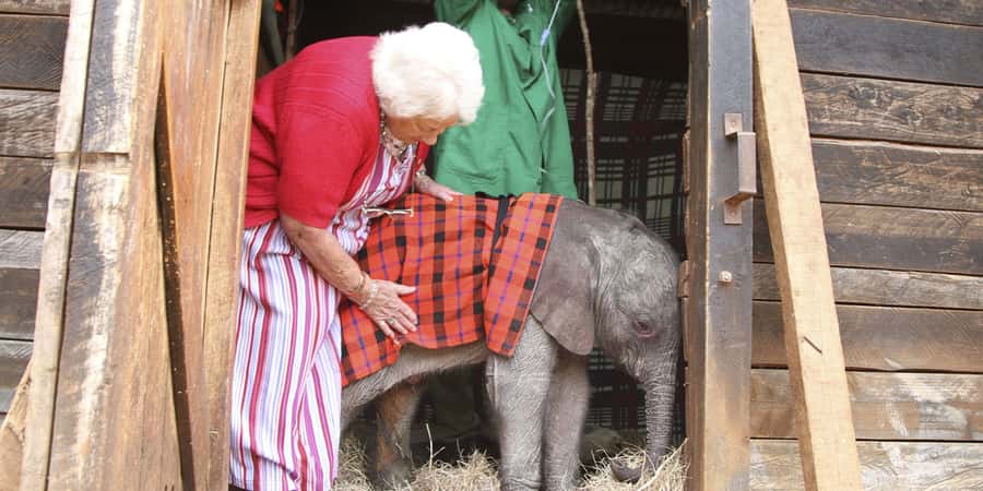 Nairobi: Elephant Sanctuary and Giraffe Center Day Tour - David Sheldrick Wildlife Trust at 11 a.m.
