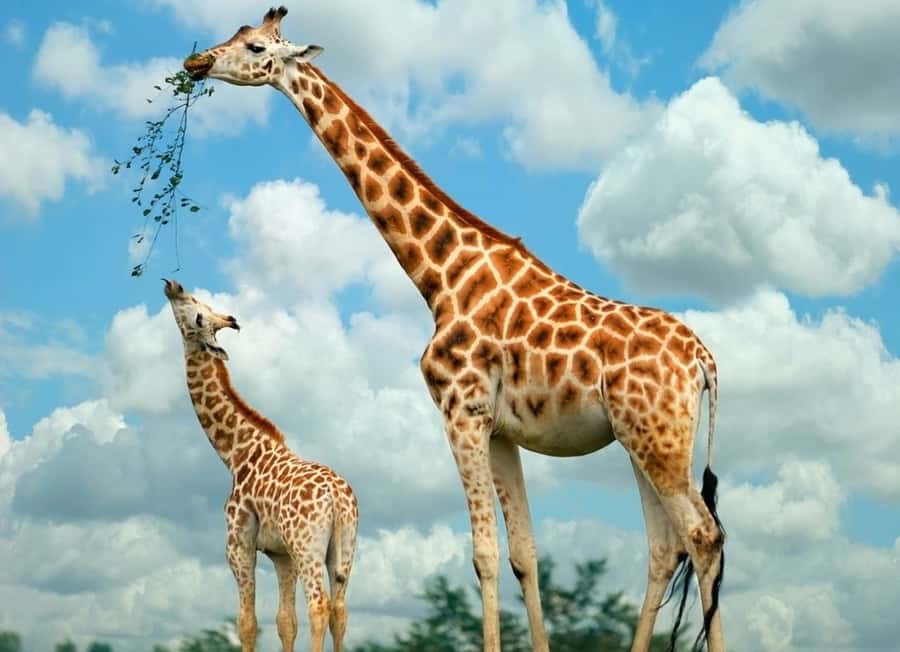 Nairobi: Elephants, Giraffes and Museum Small-Group Day Tour - Key points to know before booking