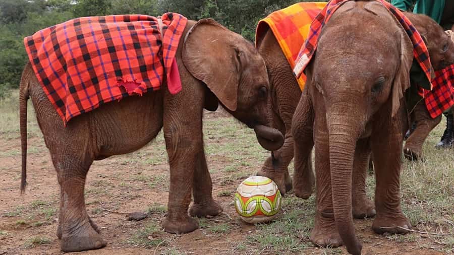 Nairobi: Elephants, Giraffes and Museum Small-Group Day Tour - Why this Nairobi day tour works