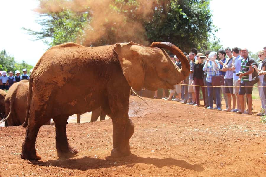 Nairobi: Elephants, Giraffes and Museum Small-Group Day Tour - Is $265 a fair price?