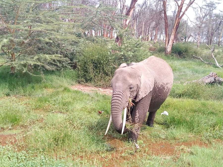 Nairobi: Elephants, Giraffes, Karen Blixen & Bomas Tour - Key points to know before you book