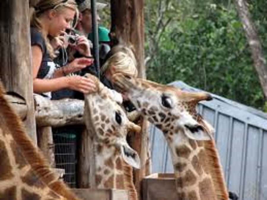 Nairobi: Elephants, Giraffes, Karen Blixen & Bomas Tour - Feeding giraffes at the Giraffe Centre