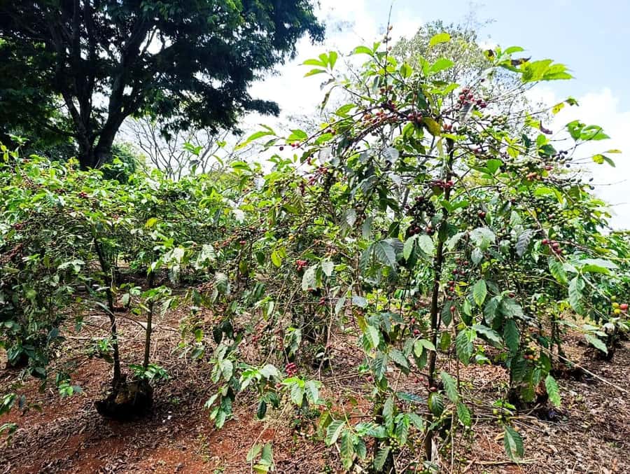 Nairobi: Fairview Coffee Estate Tour with Pickup - Key points to know before you book