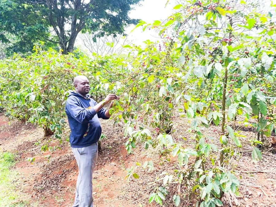 Nairobi: Fairview Coffee Estate Tour with Pickup - Watching coffee change in the wet and dry mills