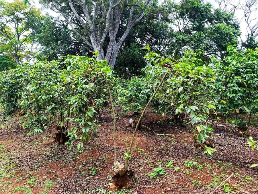 Nairobi: Fairview Coffee Estate Tour with Pickup - Pickup reliability and the return journey