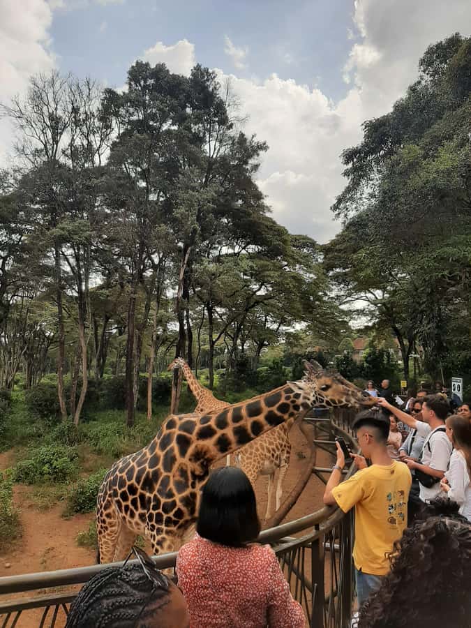 Nairobi: Game drive, elephant Orphanage & giraffe centre. - Eric Munene adds practical value