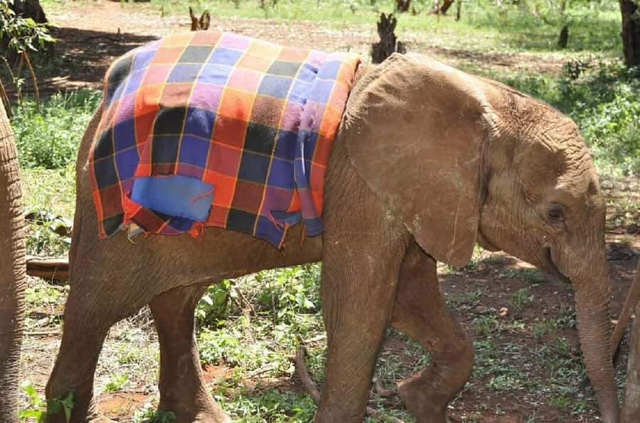 Nairobi:Giraffe Center, Baby Elephant and Beads factory Tour - The five-hour schedule needs a closer look