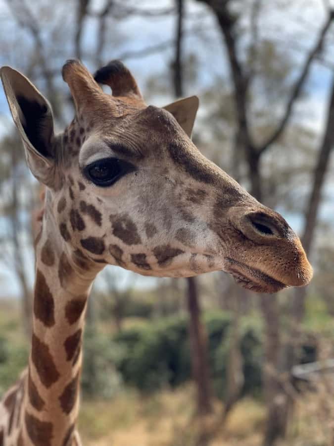 Nairobi:Giraffe Center, Baby Elephant and Beads factory Tour - The guide can shape the whole morning