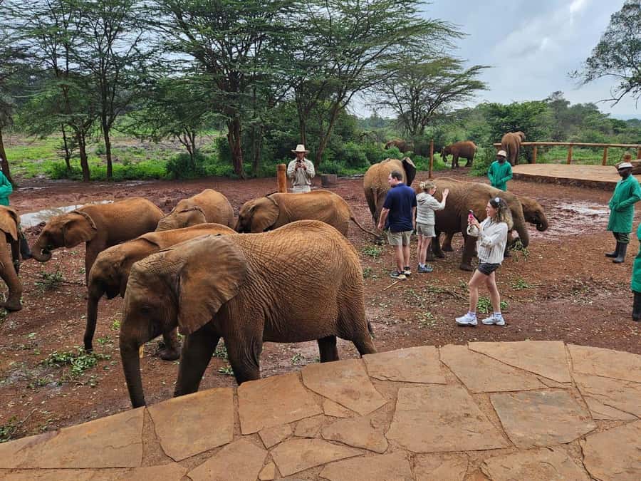 Nairobi: Giraffe Center, Elephant Orphanage, and Beads Tour - Understanding Elephant Rescue at David Sheldrick