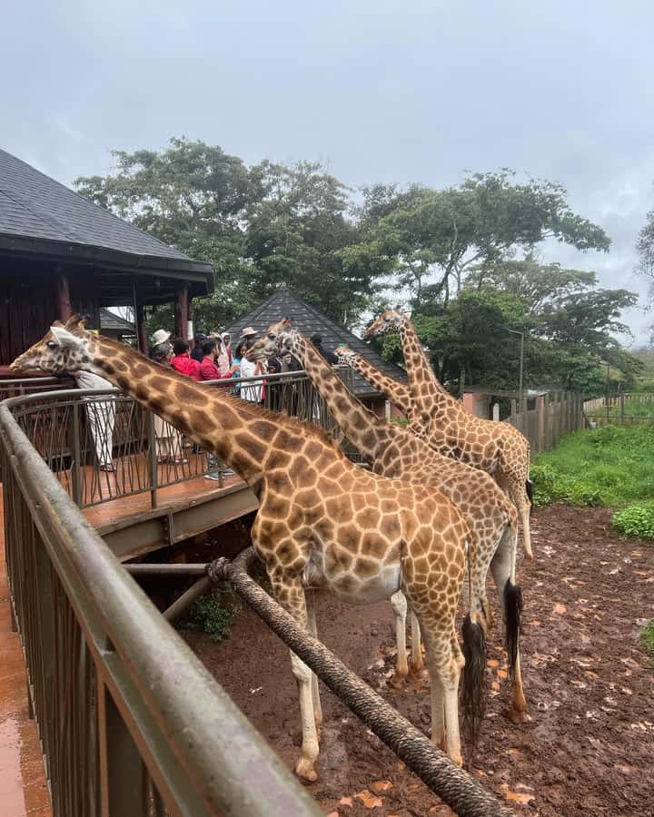 Nairobi: Giraffe Center, Elephant Orphanage, and Beads Tour - A Safari Stop Inside Nairobi National Park