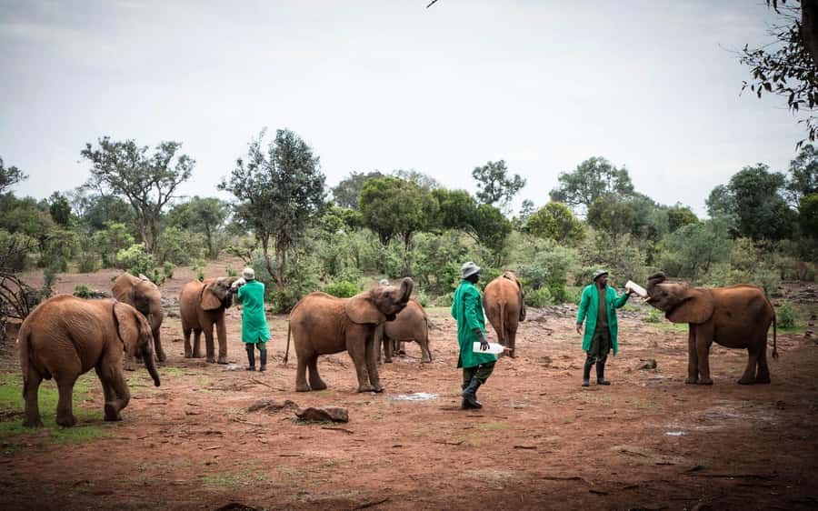 Nairobi: Giraffe Center, Elephant Orphanage, and Beads Tour - Should You Book This Nairobi Wildlife Tour?