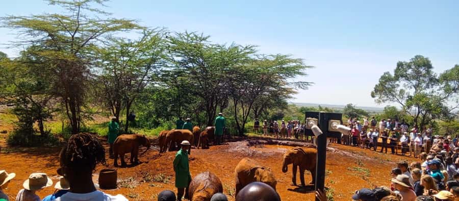 Nairobi: Giraffe Centre, Elephant Nursery & Karen Blixen - Key points to know before booking