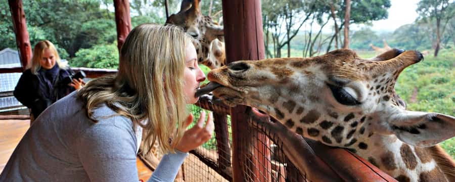 Nairobi: Giraffe Centre, Elephant Nursery & Karen Blixen - The 11:00 AM elephant nursery visit