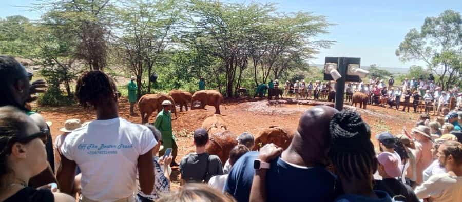 Nairobi: Giraffe Centre, Elephant Nursery & Karen Blixen - Transport, timing, and the private format