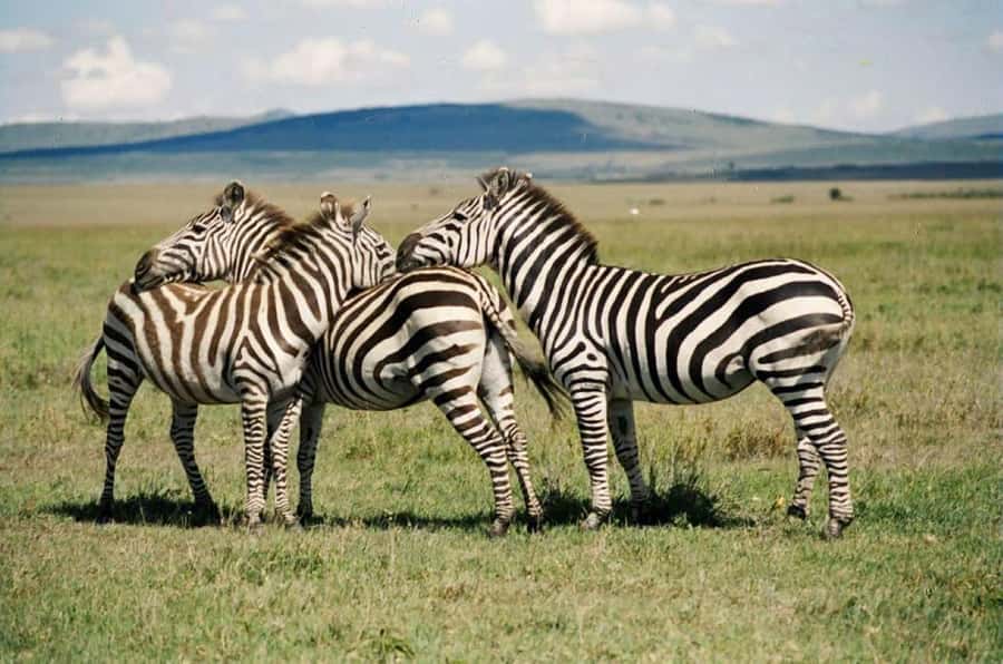 Nairobi:Group Hell's Gate National Park & Lake Naivasha Tour - Lunch near Lake Naivasha