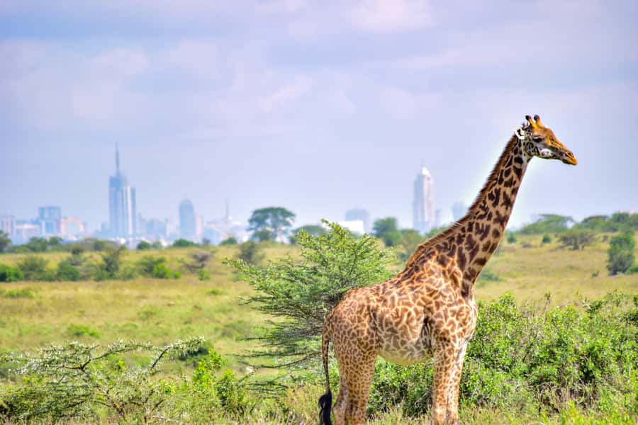 Nairobi: Group joining NNP Morning Game Drive with City View - Key Points Before You Book