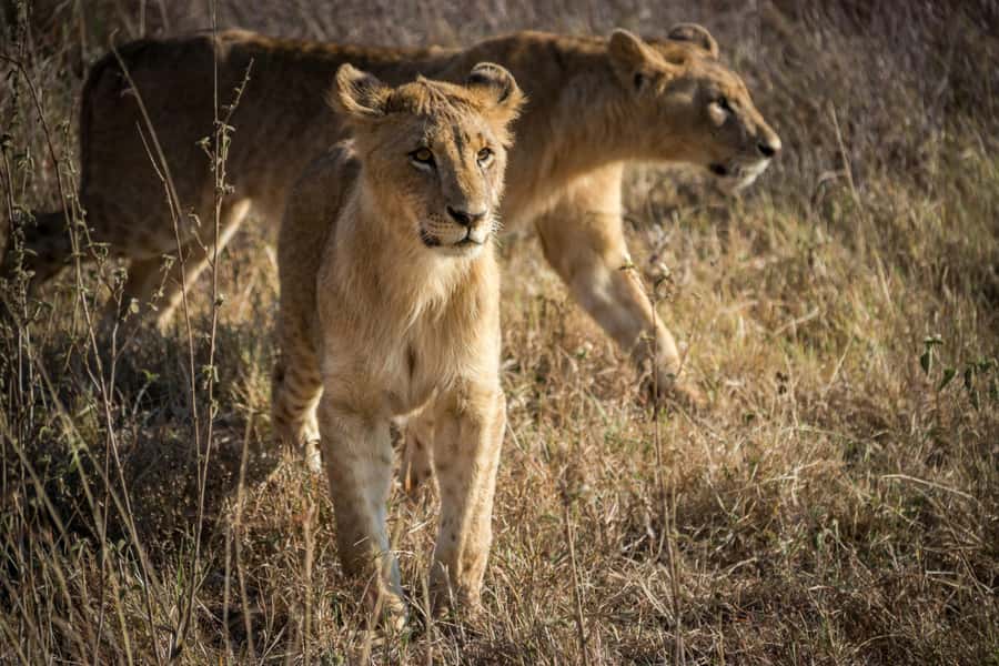 Nairobi: Group joining NNP Morning Game Drive with City View - Why This Safari Works So Well From Nairobi