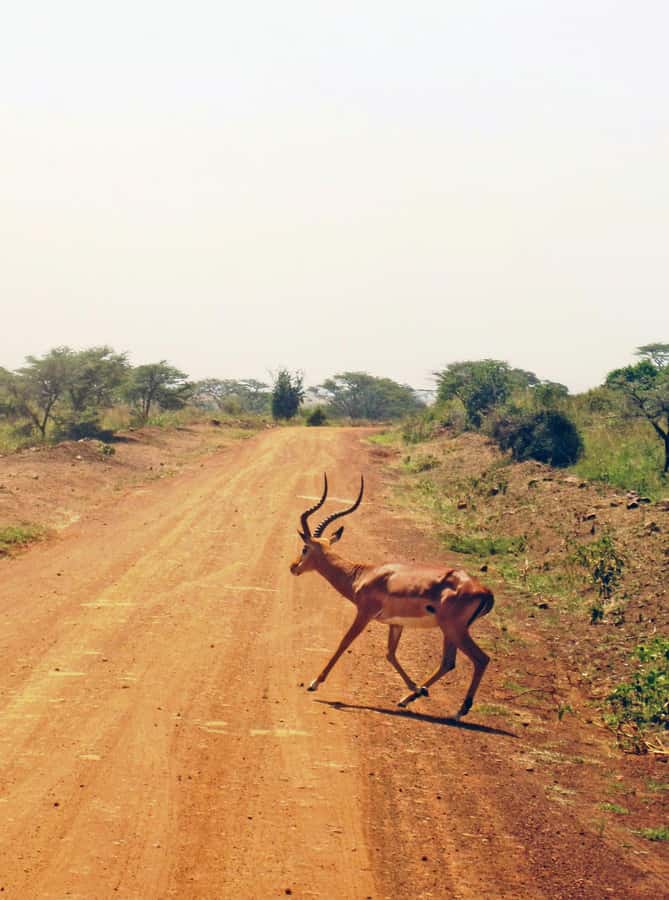 Nairobi: Group joining NNP Morning Game Drive with City View - Four Hours Among Wetlands, Savannah, and Woodland