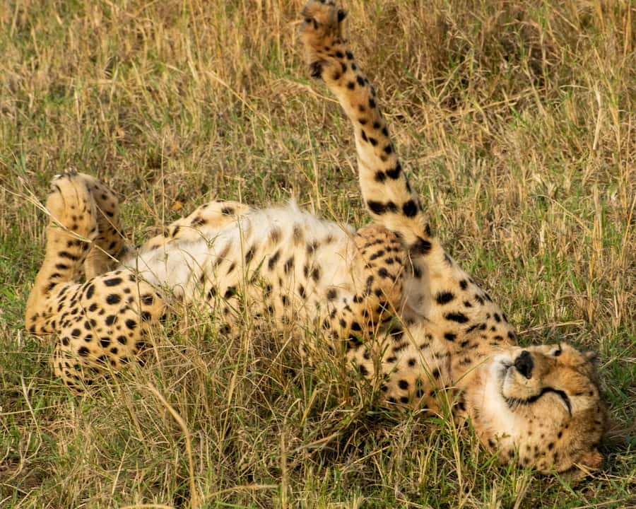 Nairobi: Group joining NNP Morning Game Drive with City View - Lions, Giraffes, Zebras, Hippos, and Birdlife