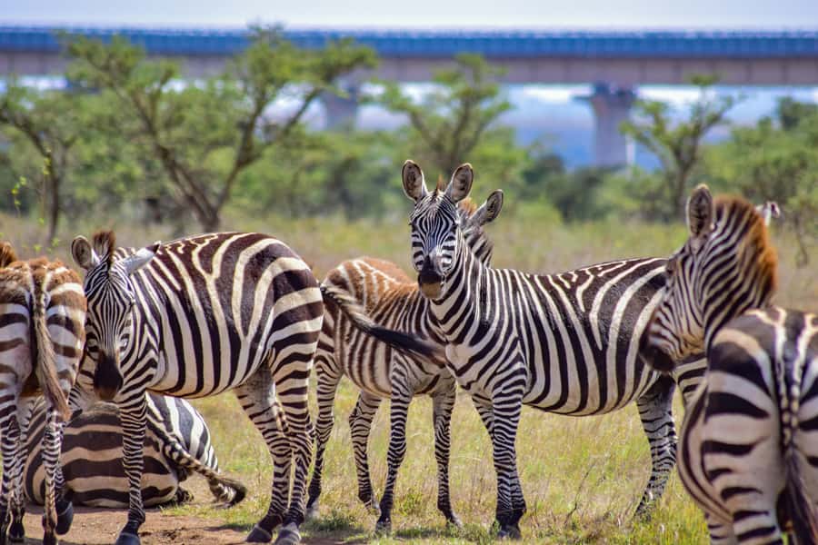 Nairobi: Group joining NNP Morning Game Drive with City View - The Ivory Burning Site and Kenya’s Conservation Message