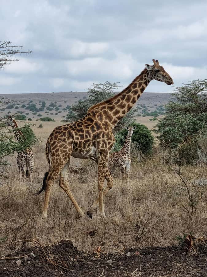 Nairobi: Group joining NNP Morning Game Drive with City View - Is $80 a Good Value?