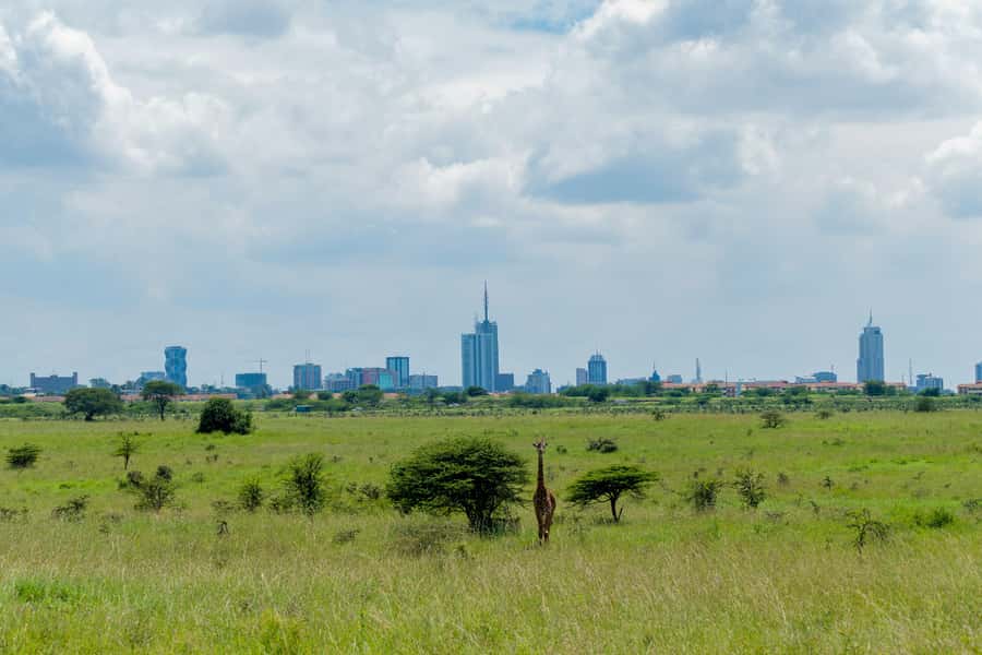 Nairobi: Group joining NNP Morning Game Drive with City View - Who Should Choose This Morning Drive?