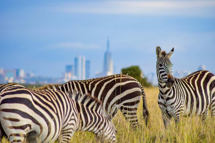 Nairobi: Group joining NNP Morning Game Drive with City View - Hotel Pickup and the Ride Into the Park