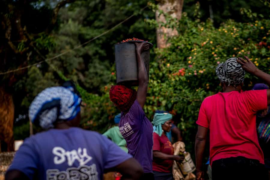 Nairobi: Guided Coffee Farm Tour with Tastings - What makes this coffee tour special