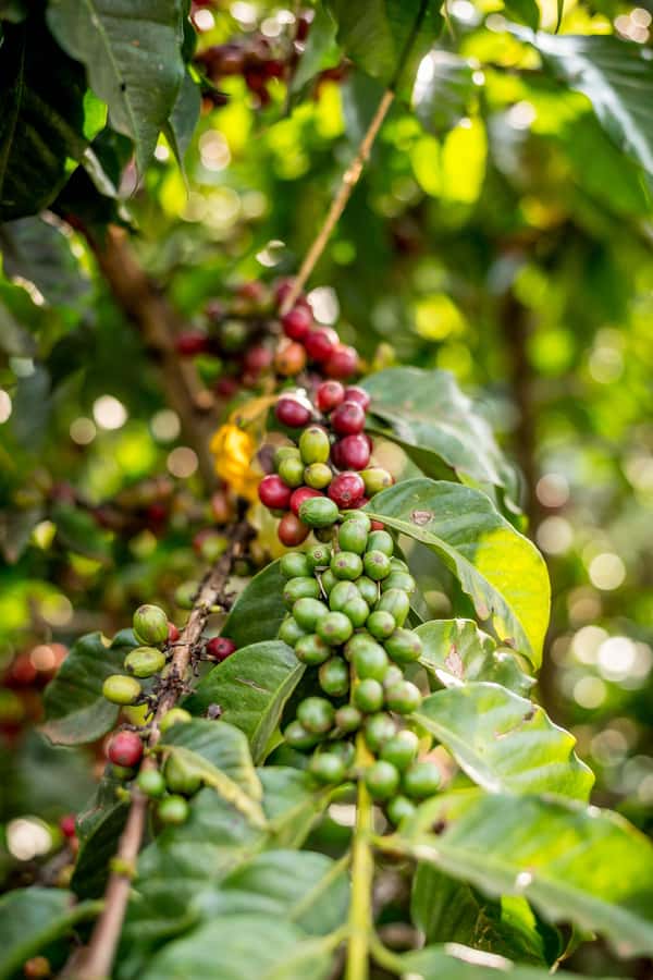Nairobi: Guided Coffee Farm Tour with Tastings - From Nairobi roads to the coffee farm